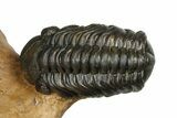 Large Metacanthina Trilobite With Reedops - Lghaft, Morocco #381585-2